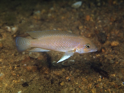 Neolamprologus cf. modestus 'Namansi'